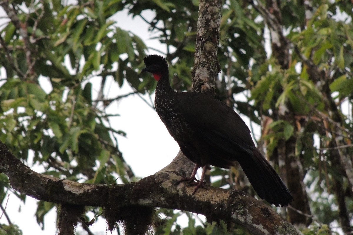 Crested Guan - ML140860271