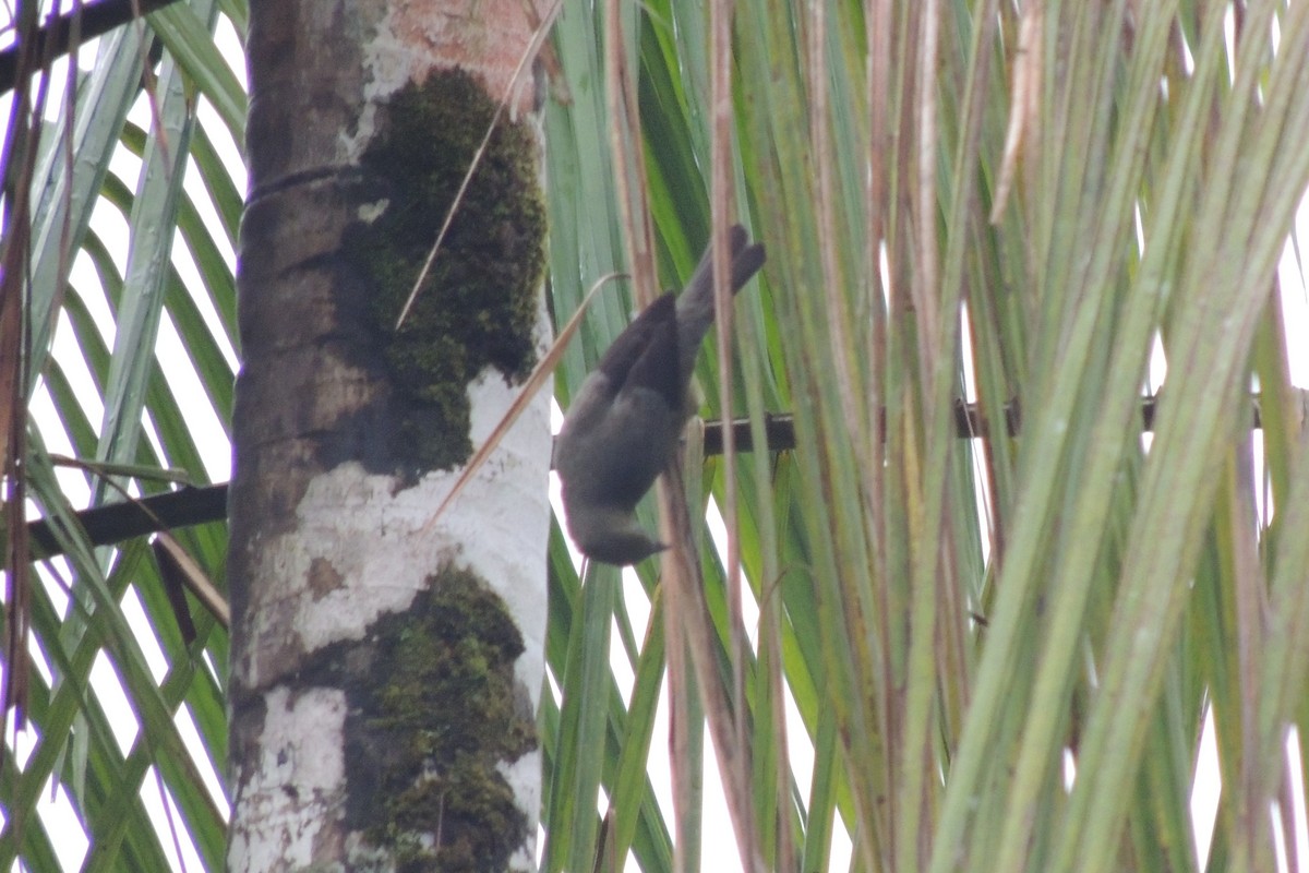 Palm Tanager - ML140860571