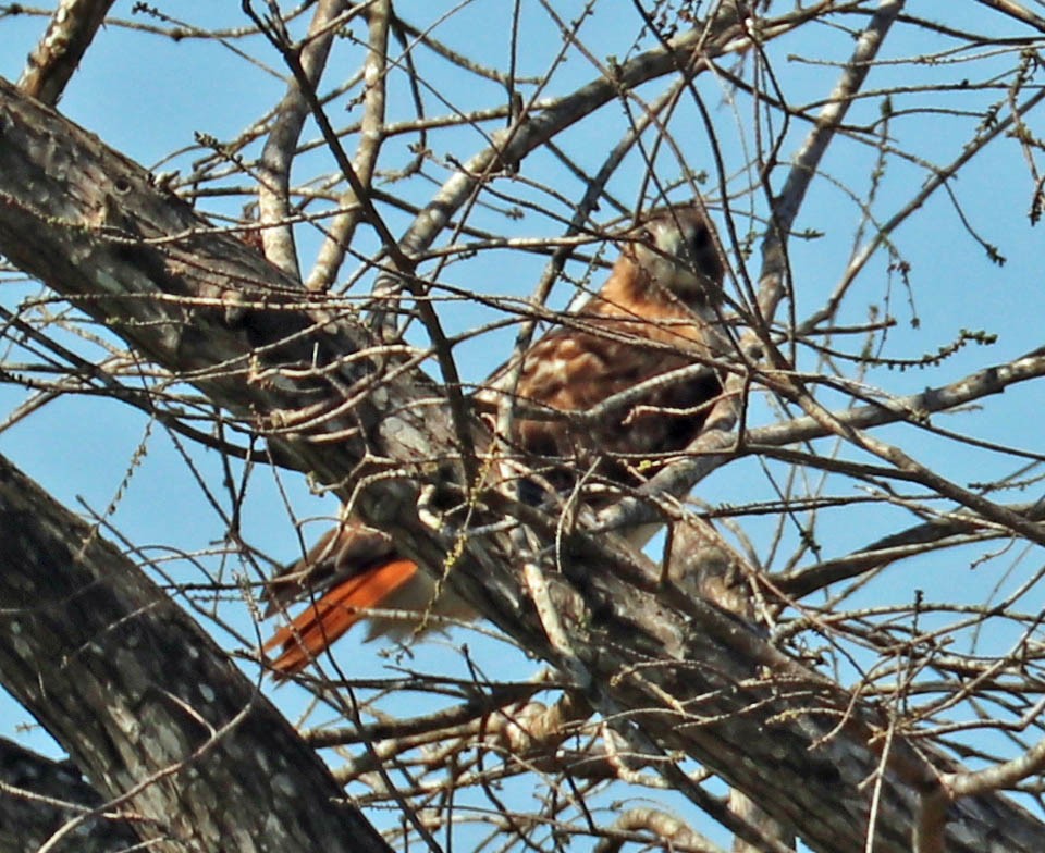 Red-tailed Hawk - Iliana Stokes