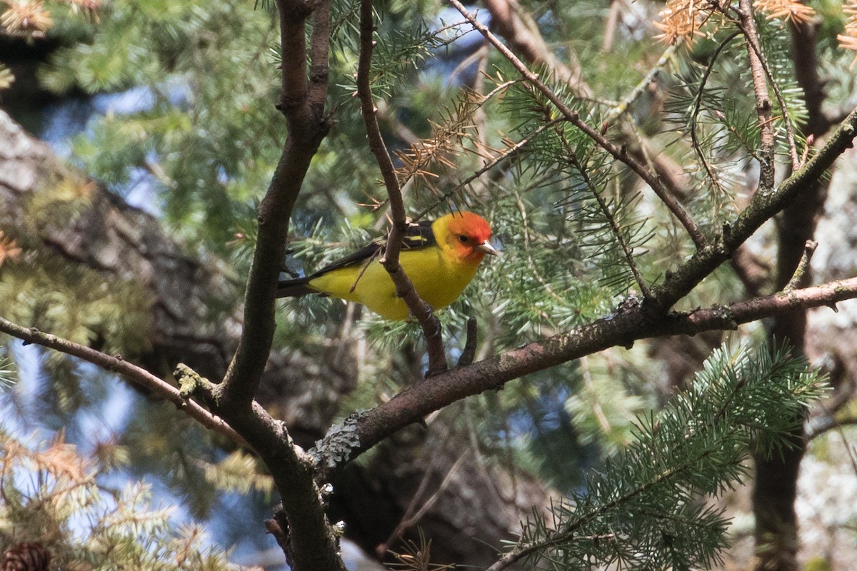 Western Tanager - Audrey Addison