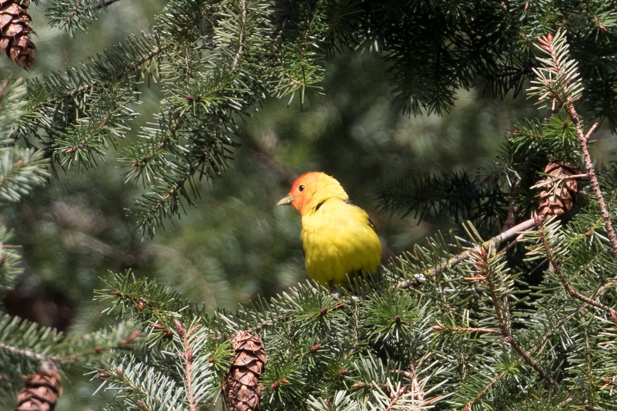 Western Tanager - Audrey Addison