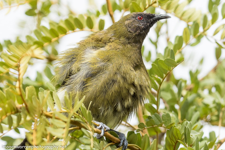 New Zealand Bellbird - Imogen Warren