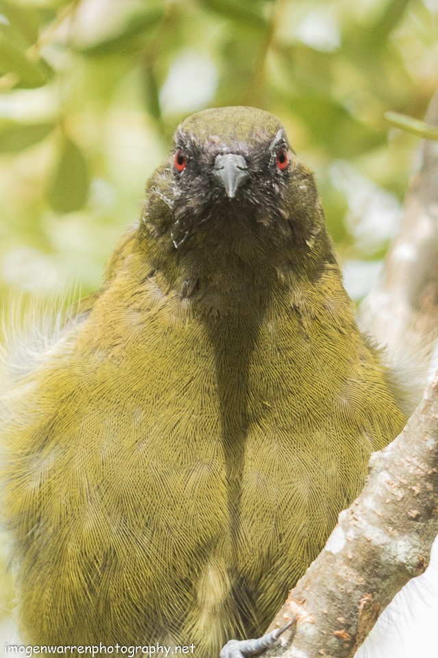 New Zealand Bellbird - Imogen Warren