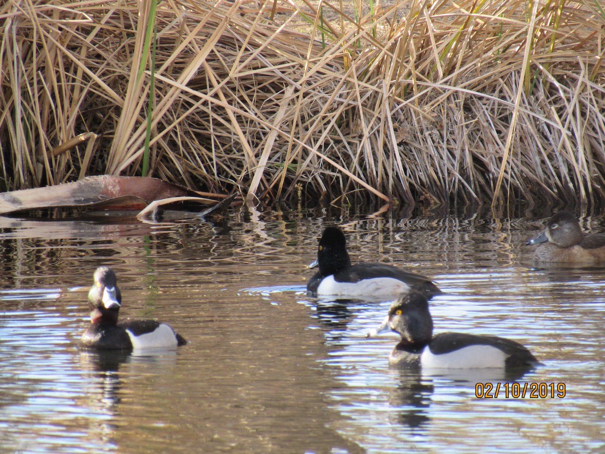 Ring-necked Duck - Crystal  Wilson