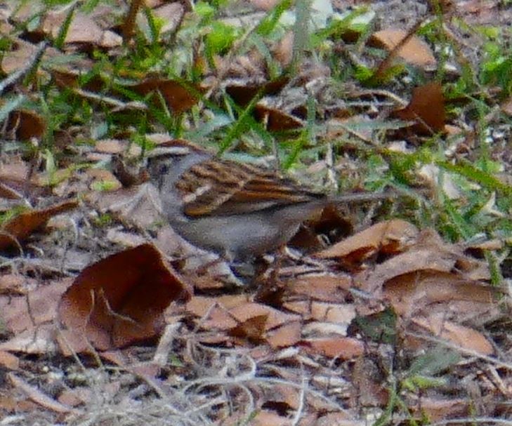 Chipping Sparrow - Bill Pranty