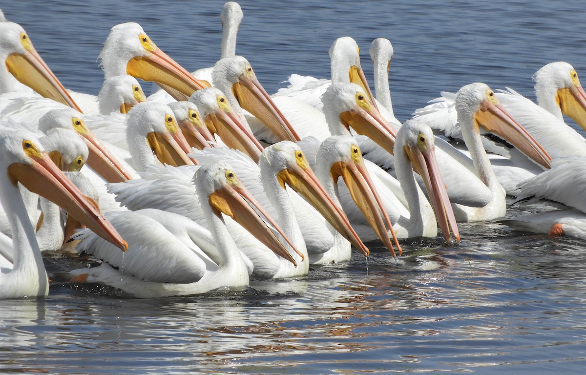 American White Pelican - Sandy Bauerschmidt