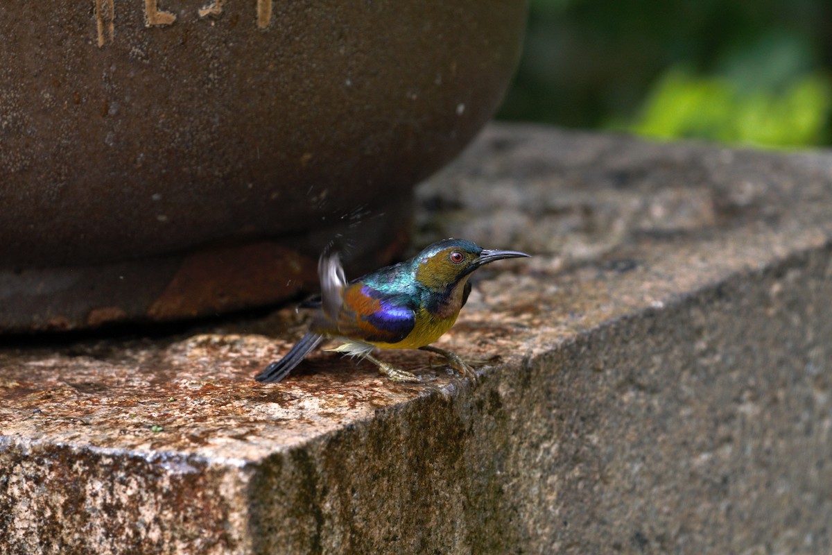 Brown-throated Sunbird - Kian Guan Tay