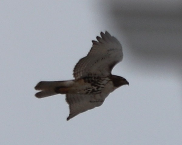 Red-tailed Hawk - Gord Watts