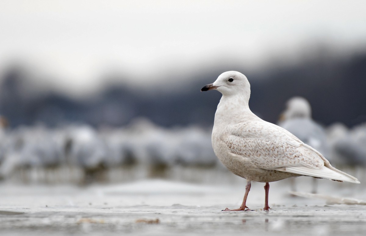 アイスランドカモメ Glaucoides Ebird