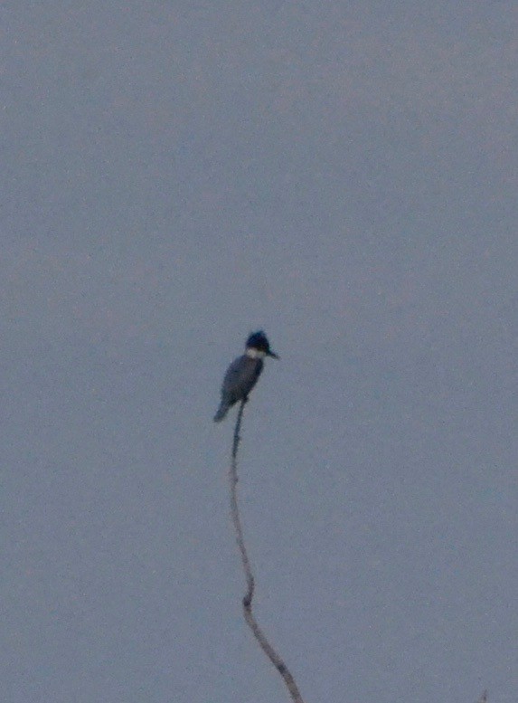 Belted Kingfisher - ML140870411