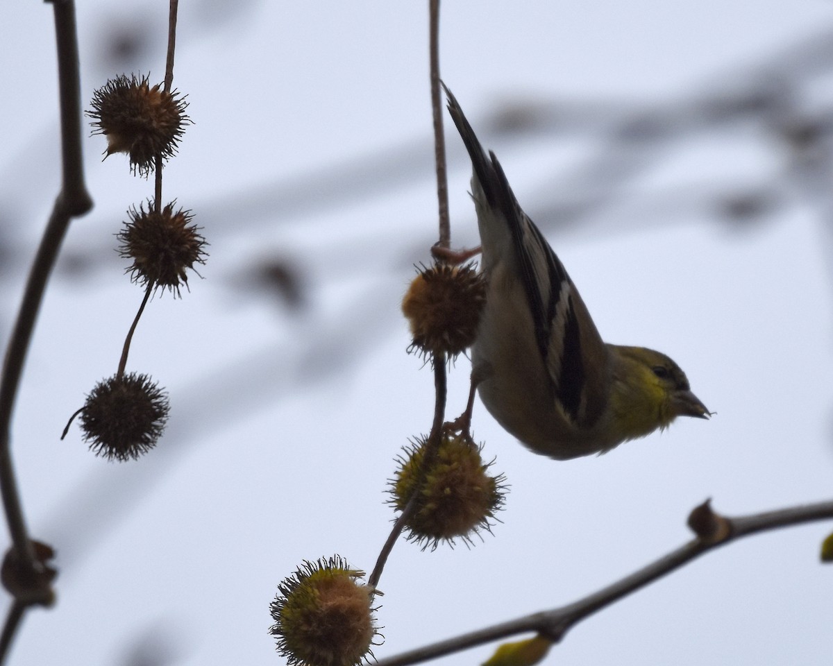 American Goldfinch - Kevin Lapp