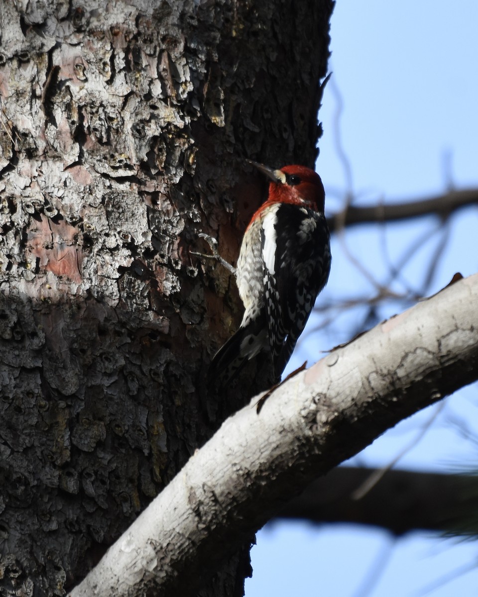 Red-breasted Sapsucker - Kevin Lapp