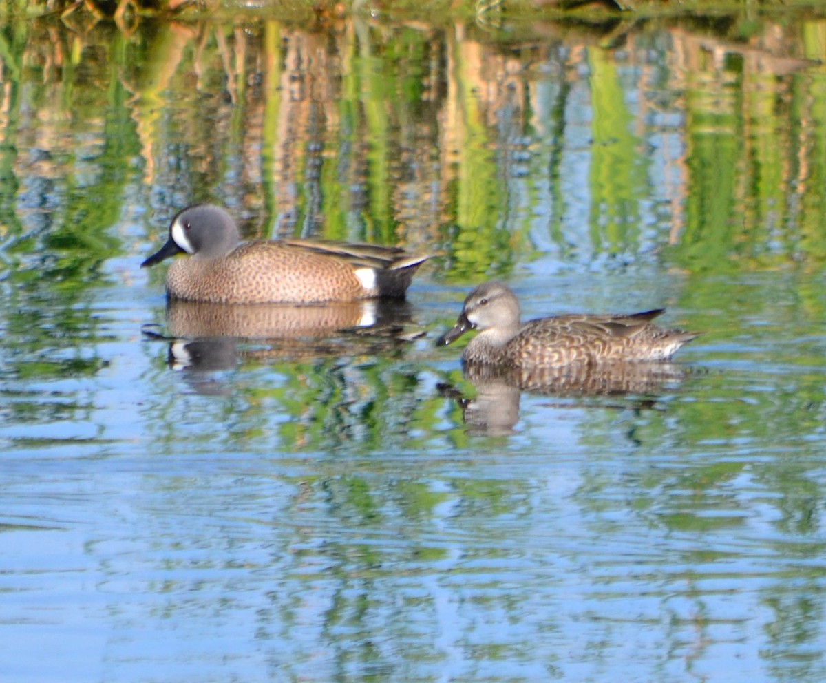 Blue-winged Teal - ML140870861
