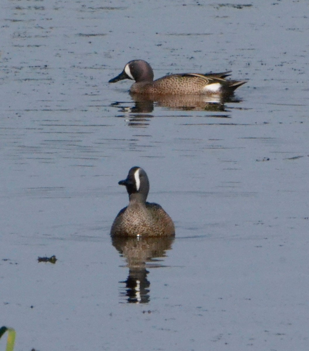 Blue-winged Teal - ML140870871