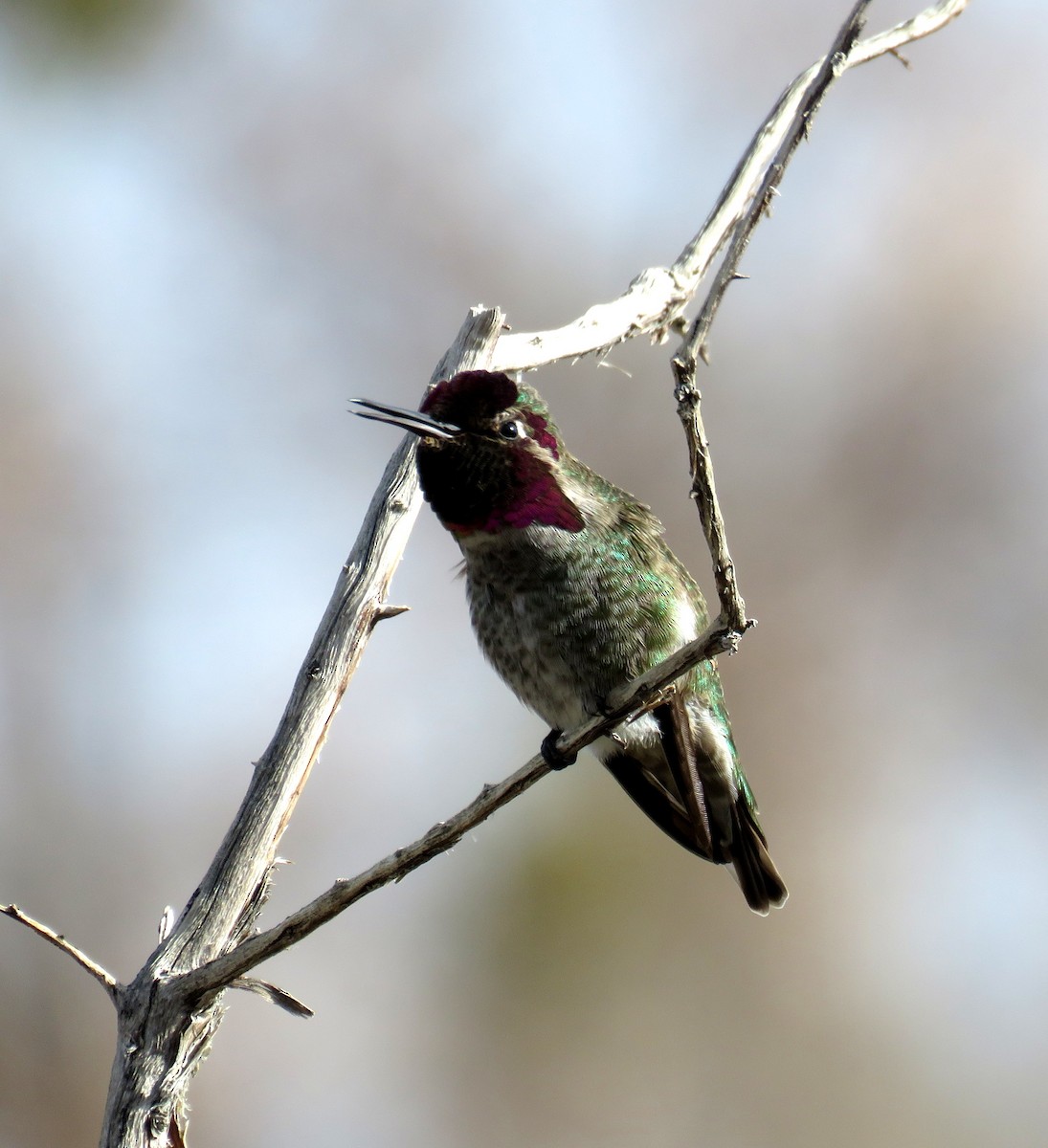 Anna's Hummingbird - Ruth Gravance