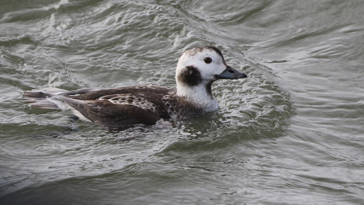 Long-tailed Duck - ML140871961