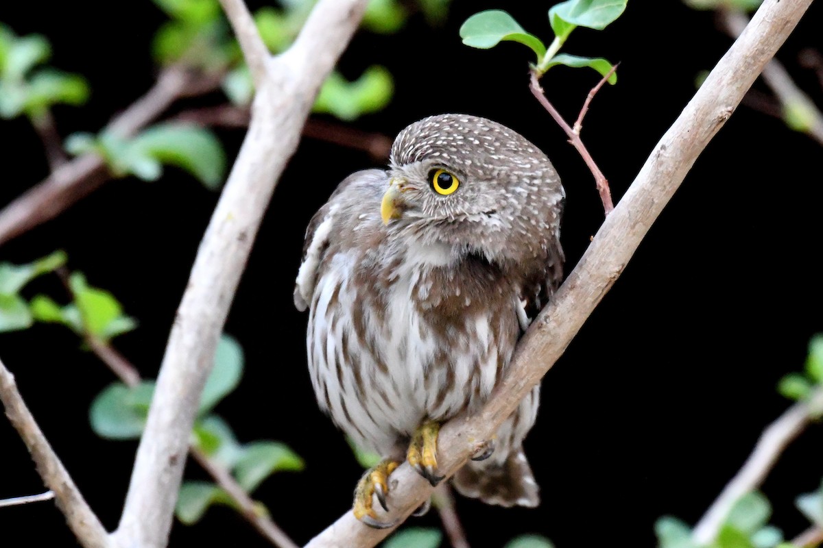 Ferruginous Pygmy-Owl - ML140874181