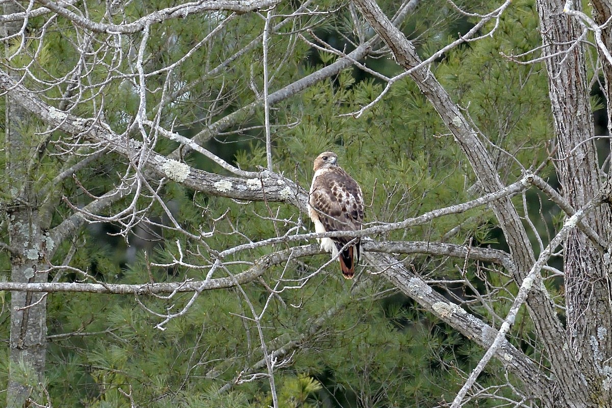 Red-tailed Hawk - Bob Epperson