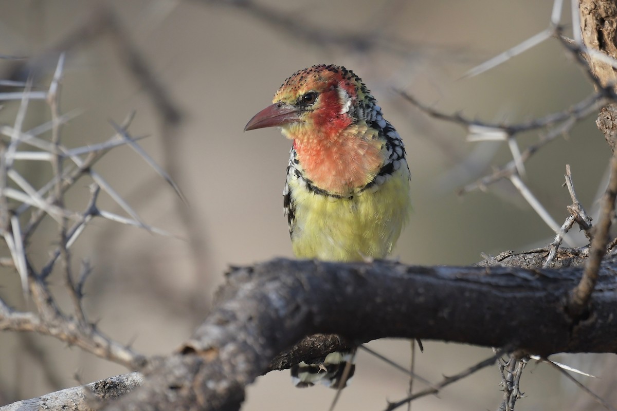 Red-and-yellow Barbet - Haynes Miller