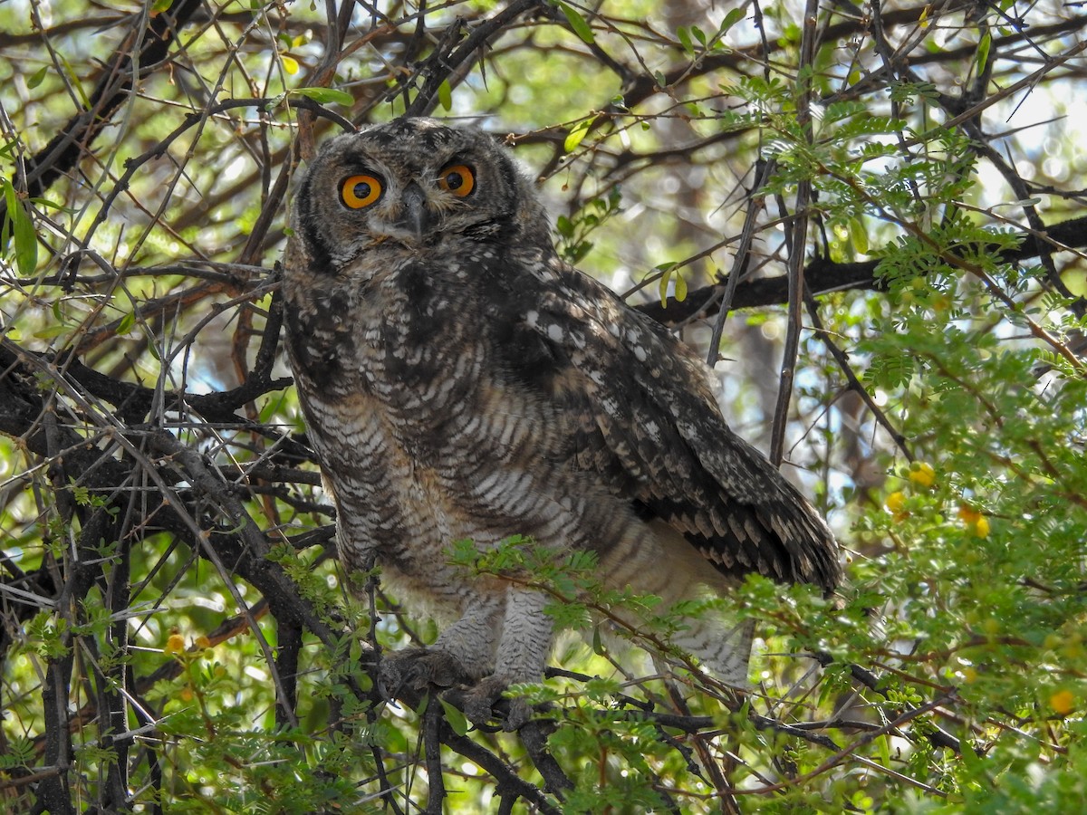 Spotted Eagle-Owl - Samuel Burckhardt