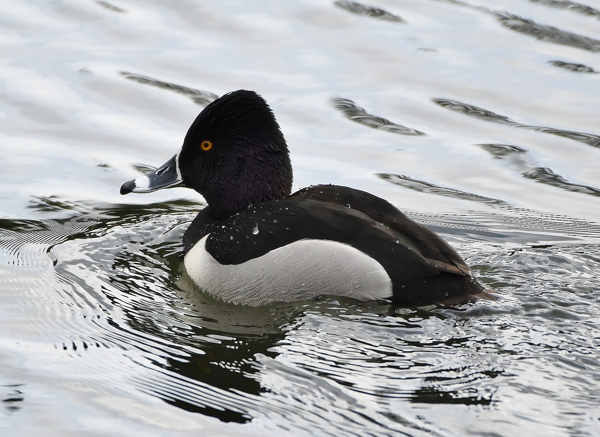 Ring-necked Duck - ML140875241