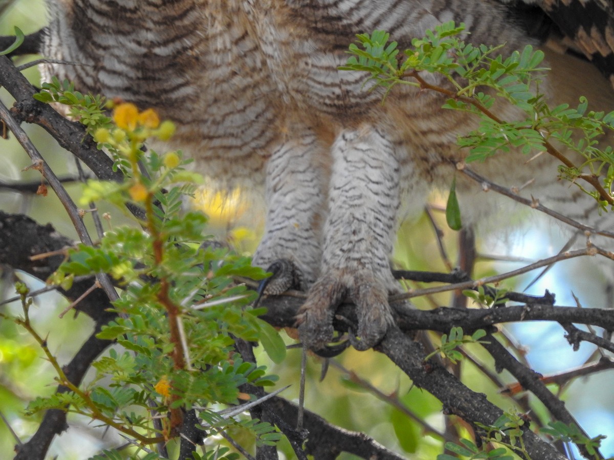 Spotted Eagle-Owl - Samuel Burckhardt