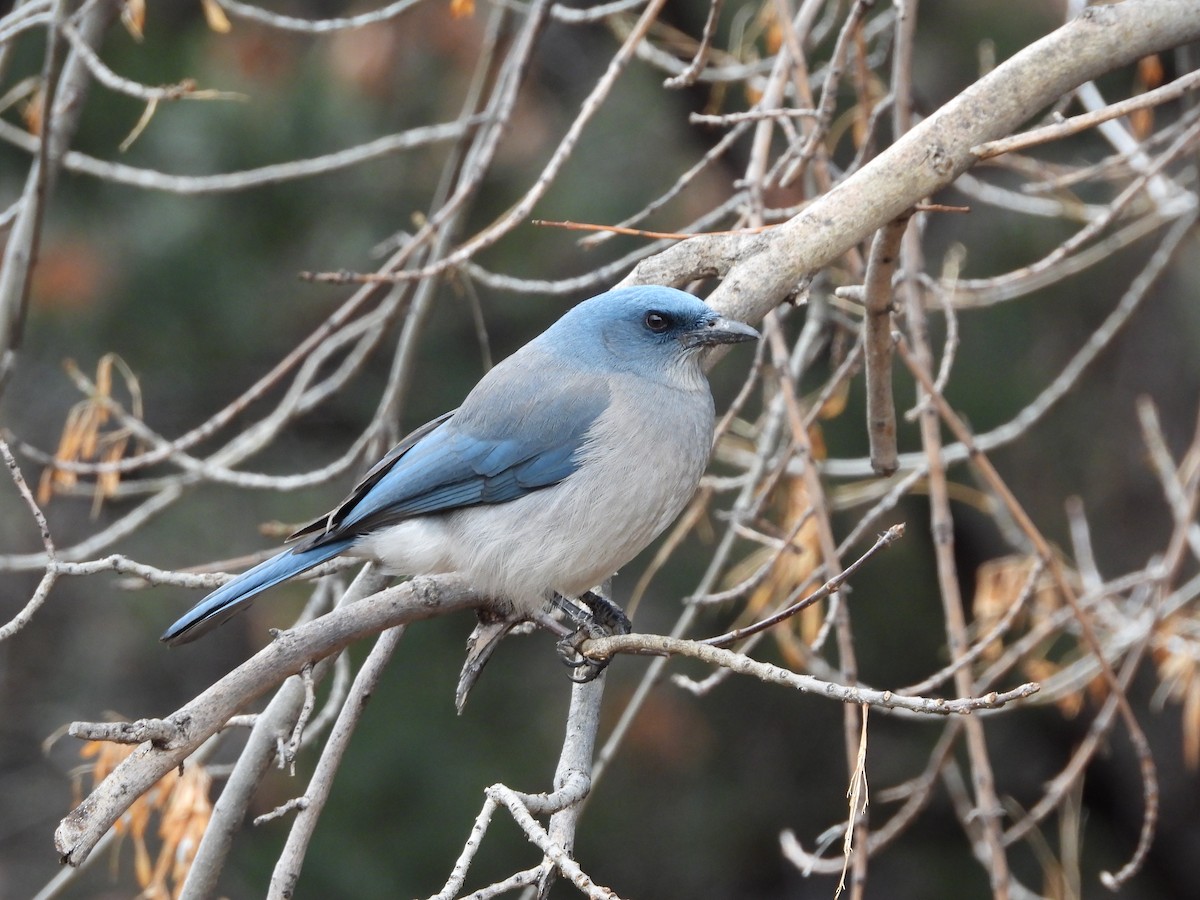 Mexican Jay - Michael W. Sack