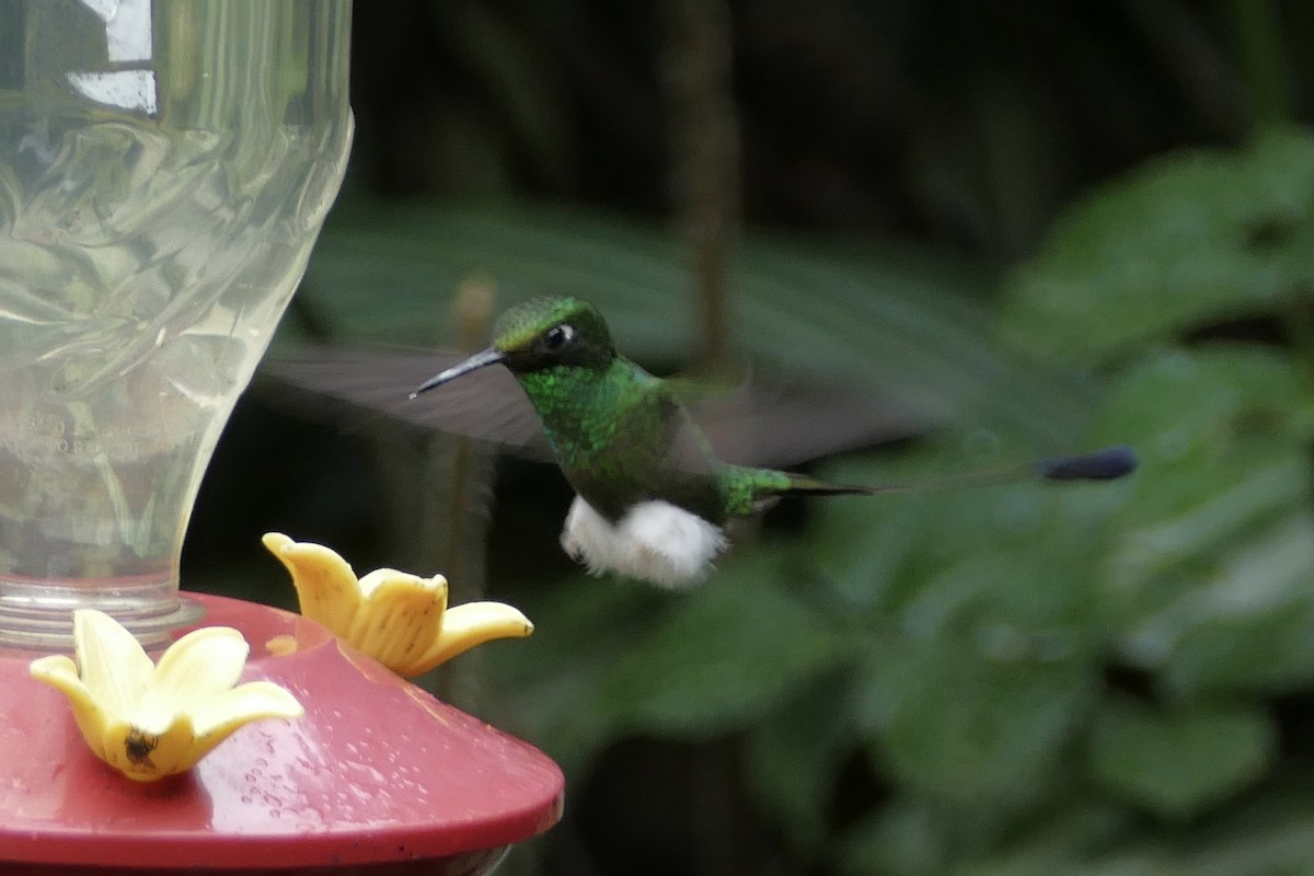White-booted Racket-tail - ML140875771