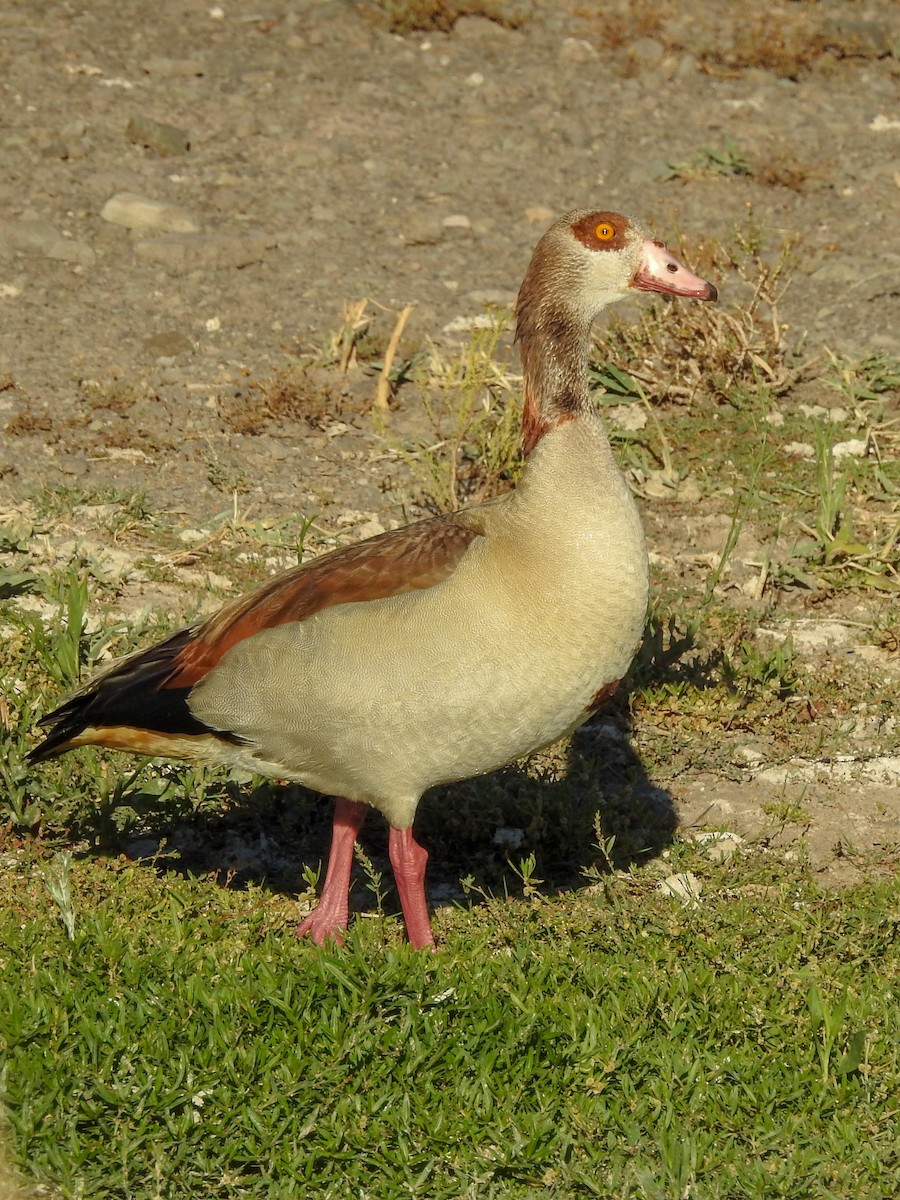Egyptian Goose - Samuel Burckhardt