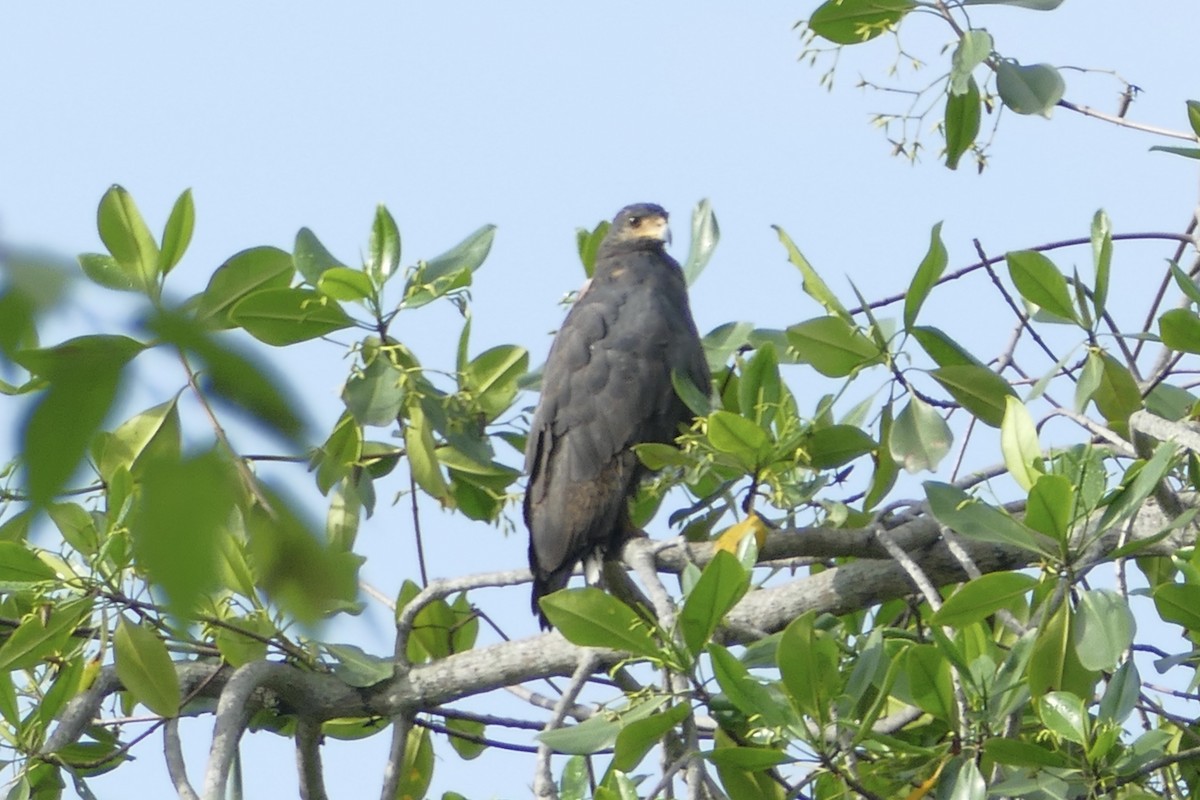 Common Black Hawk (Mangrove) - Peter Kaestner