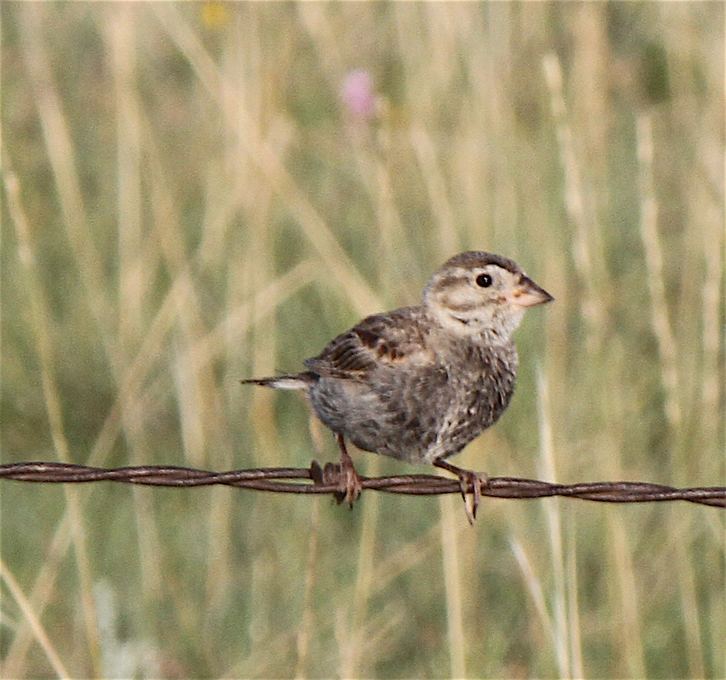 Thick-billed Longspur - Anonymous