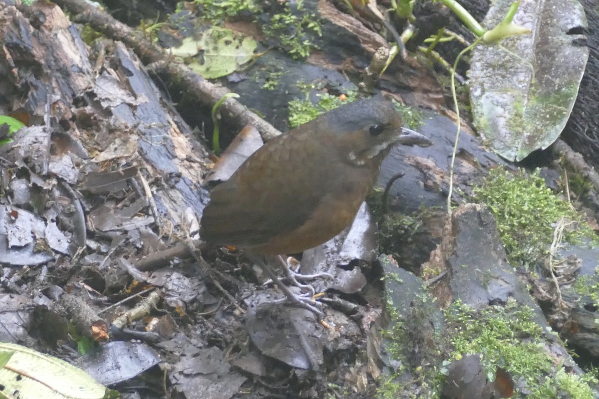 Moustached Antpitta - ML140876831