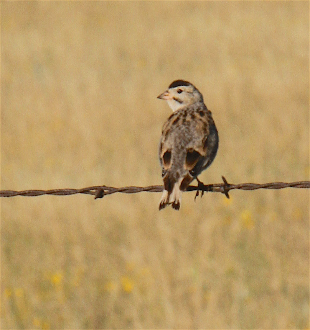 Thick-billed Longspur - Anonymous