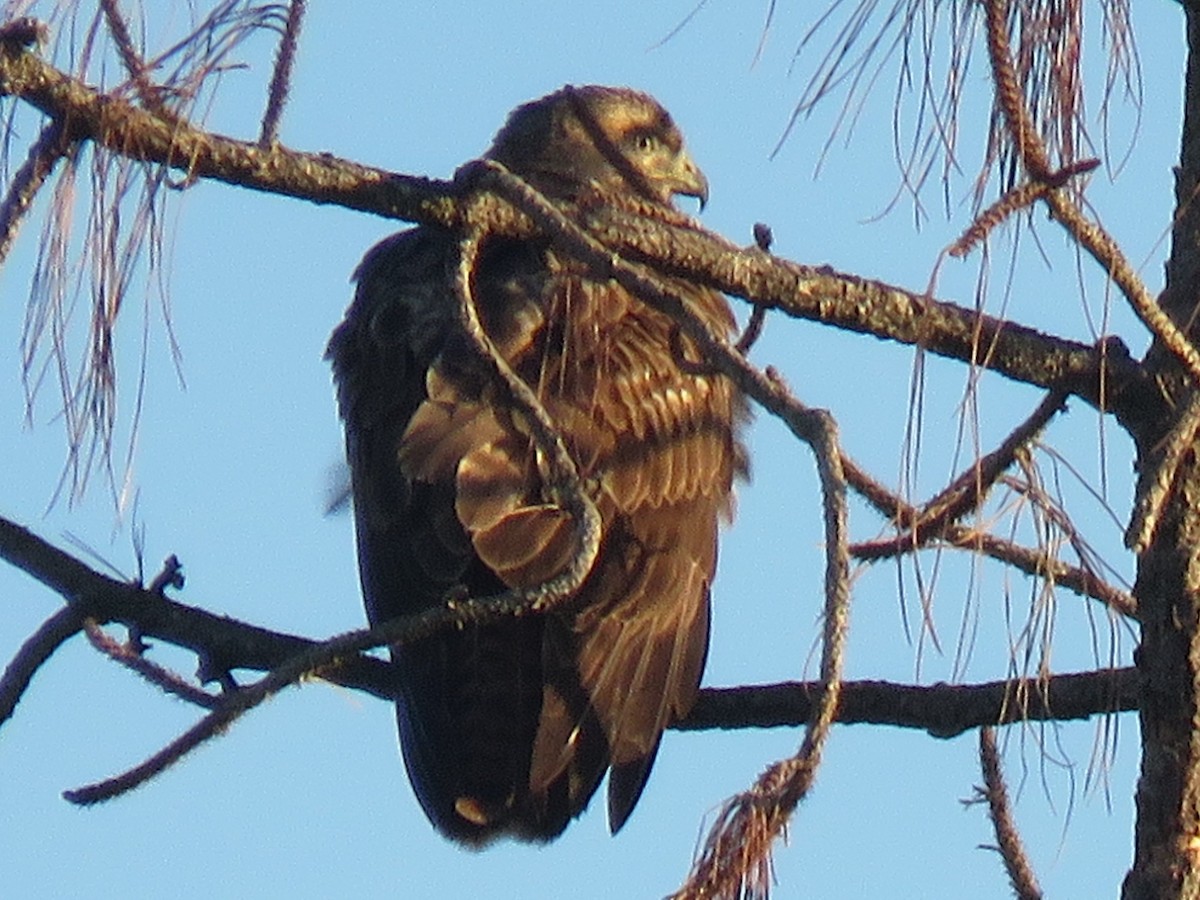 Red-tailed Hawk - Sandy Morrissey