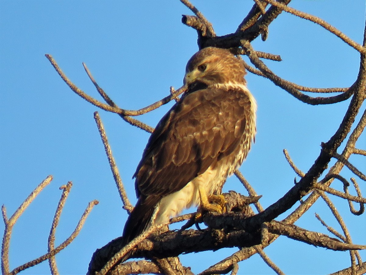 Red-tailed Hawk - Sandy Morrissey