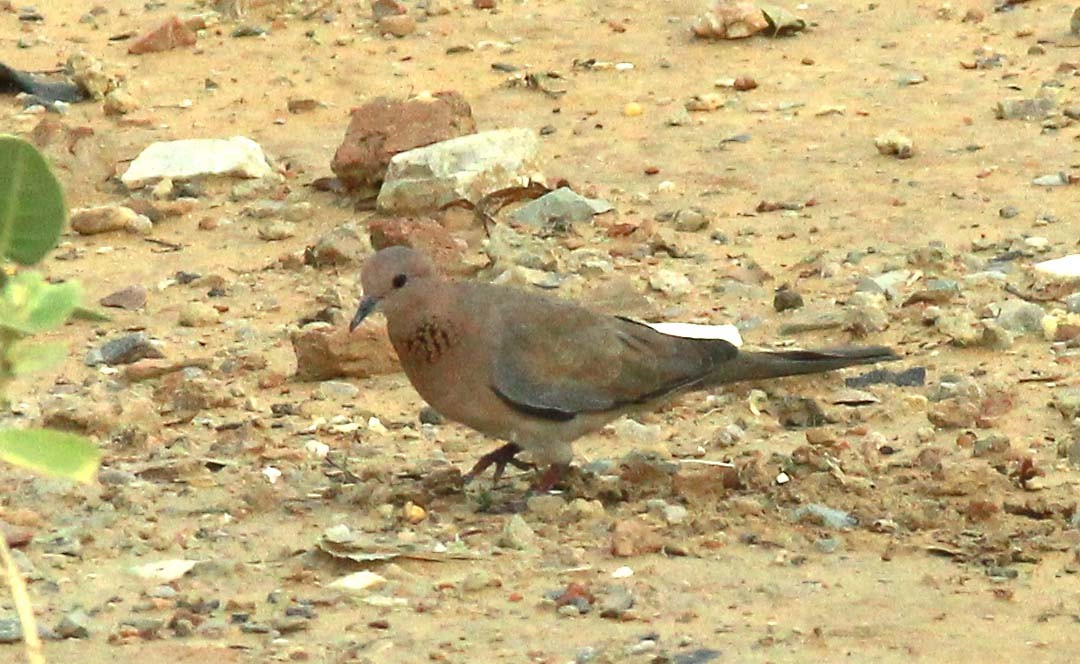 Laughing Dove - ML140877281