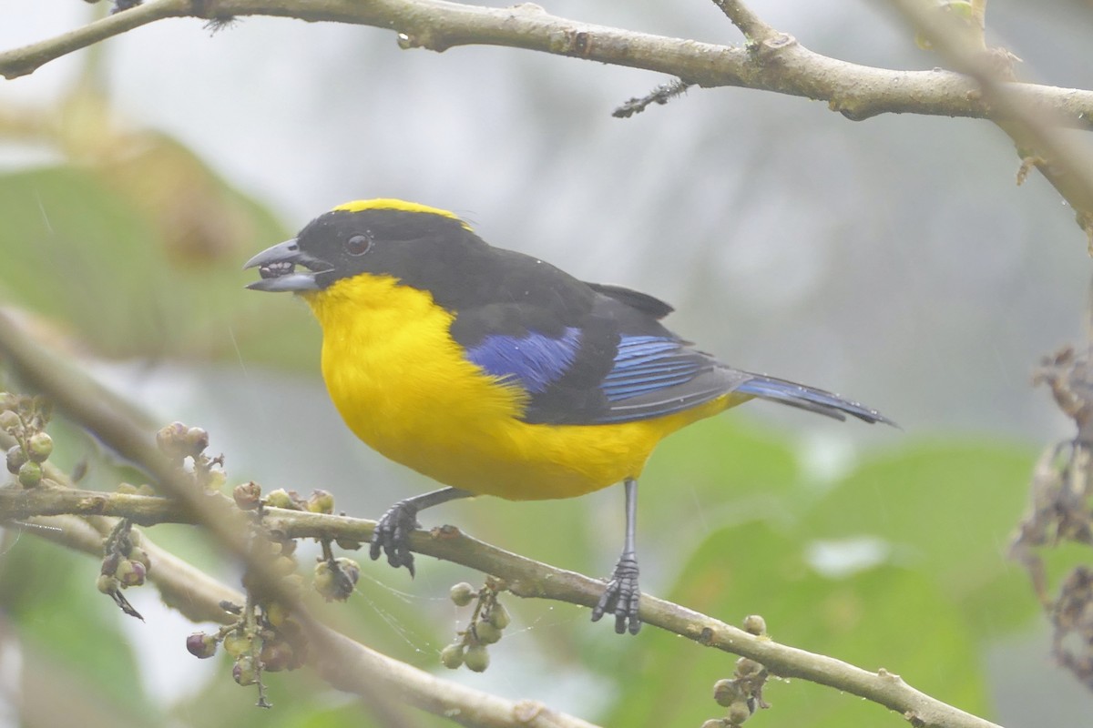 Blue-winged Mountain Tanager - ML140877711