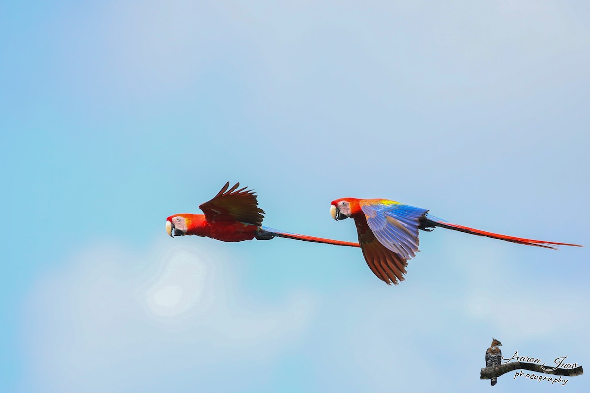 Scarlet Macaw - Aaron Juan