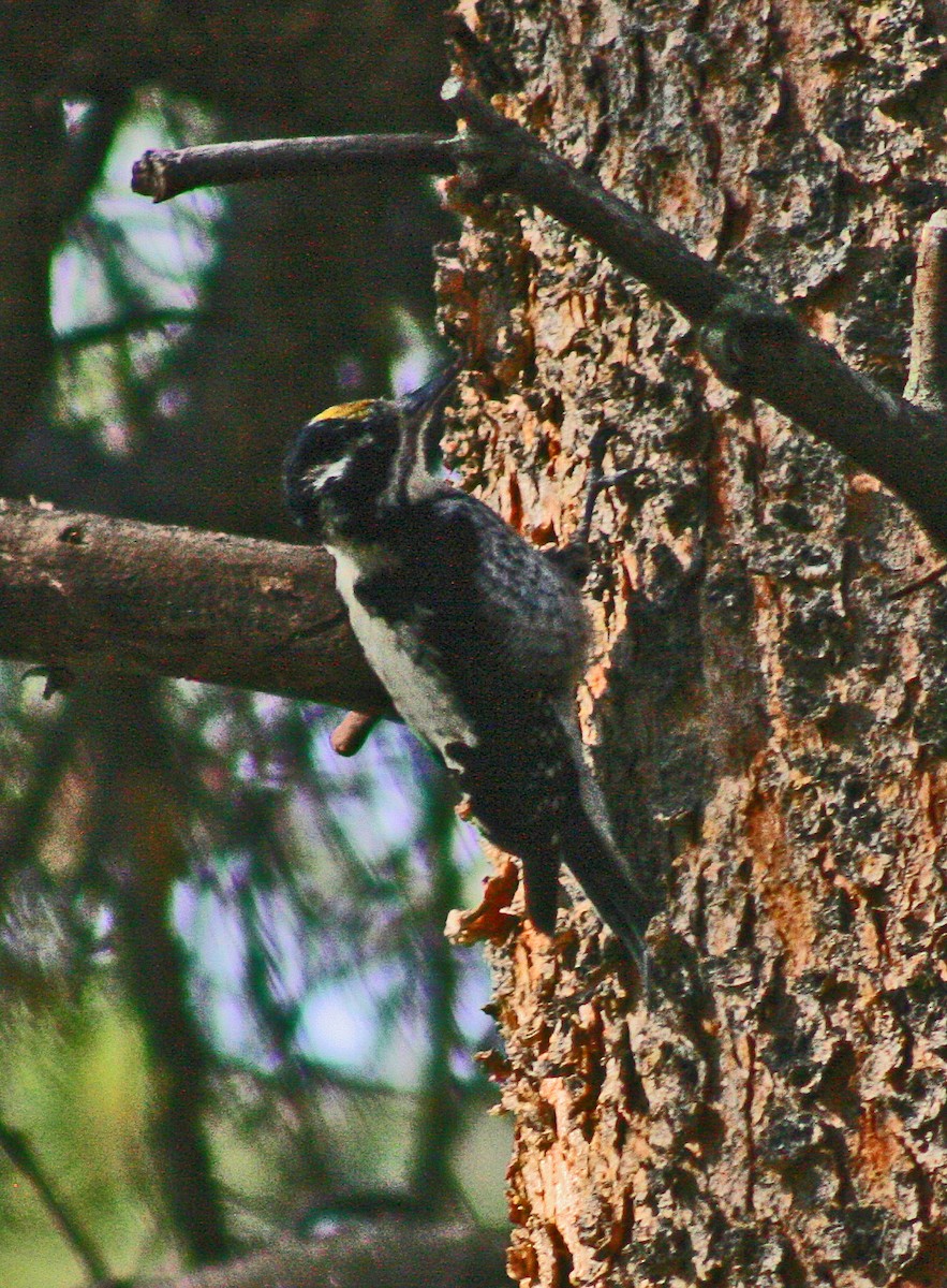 American Three-toed Woodpecker - Phil Lyon
