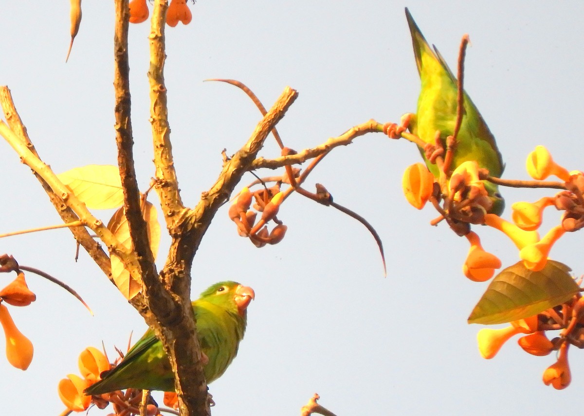 Orange-chinned Parakeet - Mark Yoder