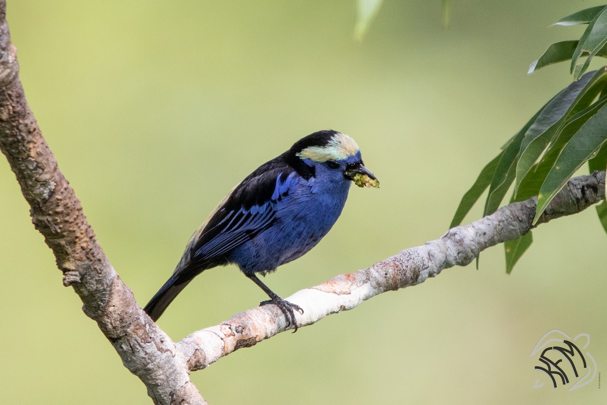 Opal-crowned Tanager - ML140879281
