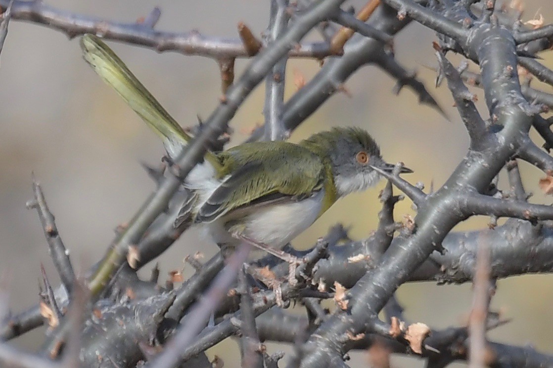 Yellow-breasted Apalis - ML140879591