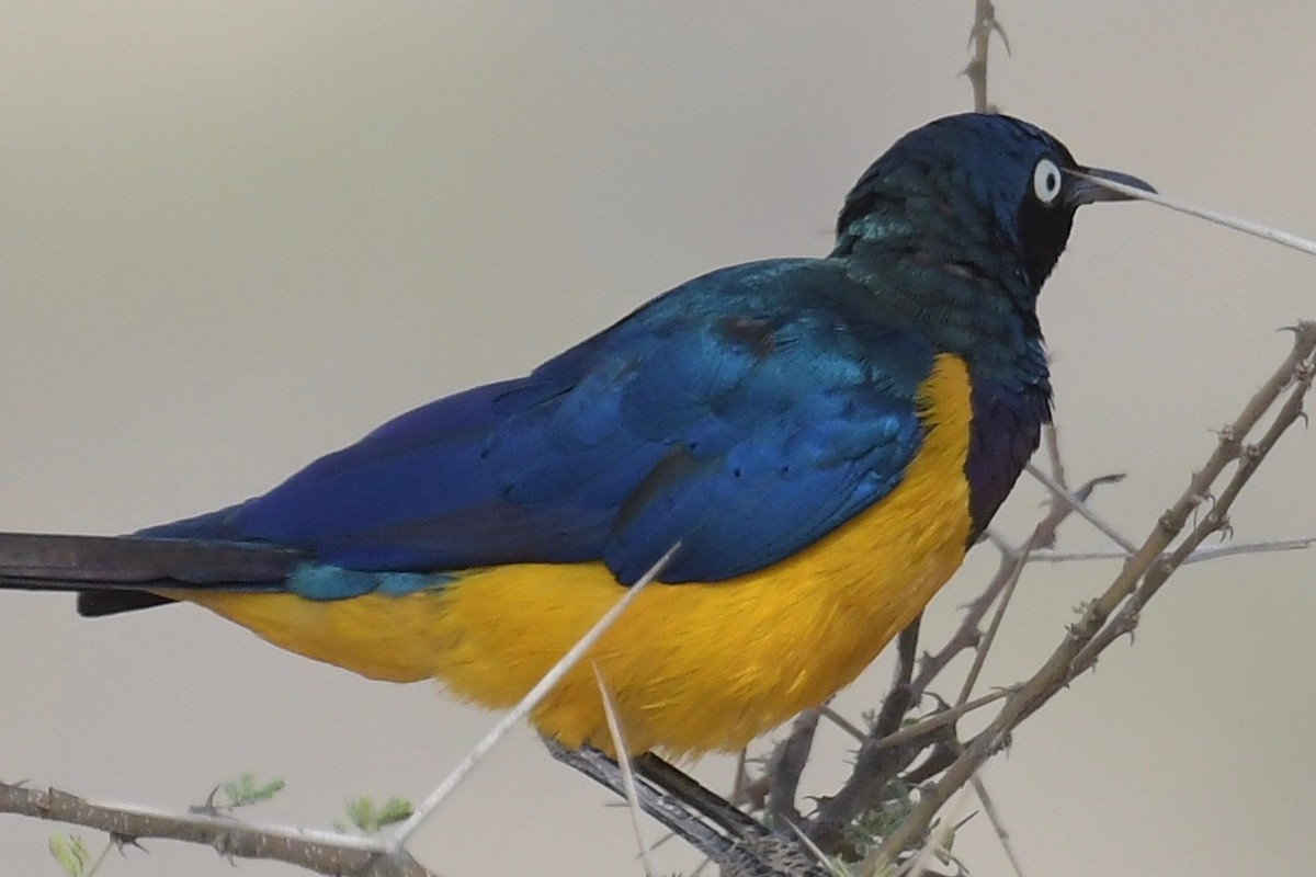 Golden-breasted Starling - ML140880271