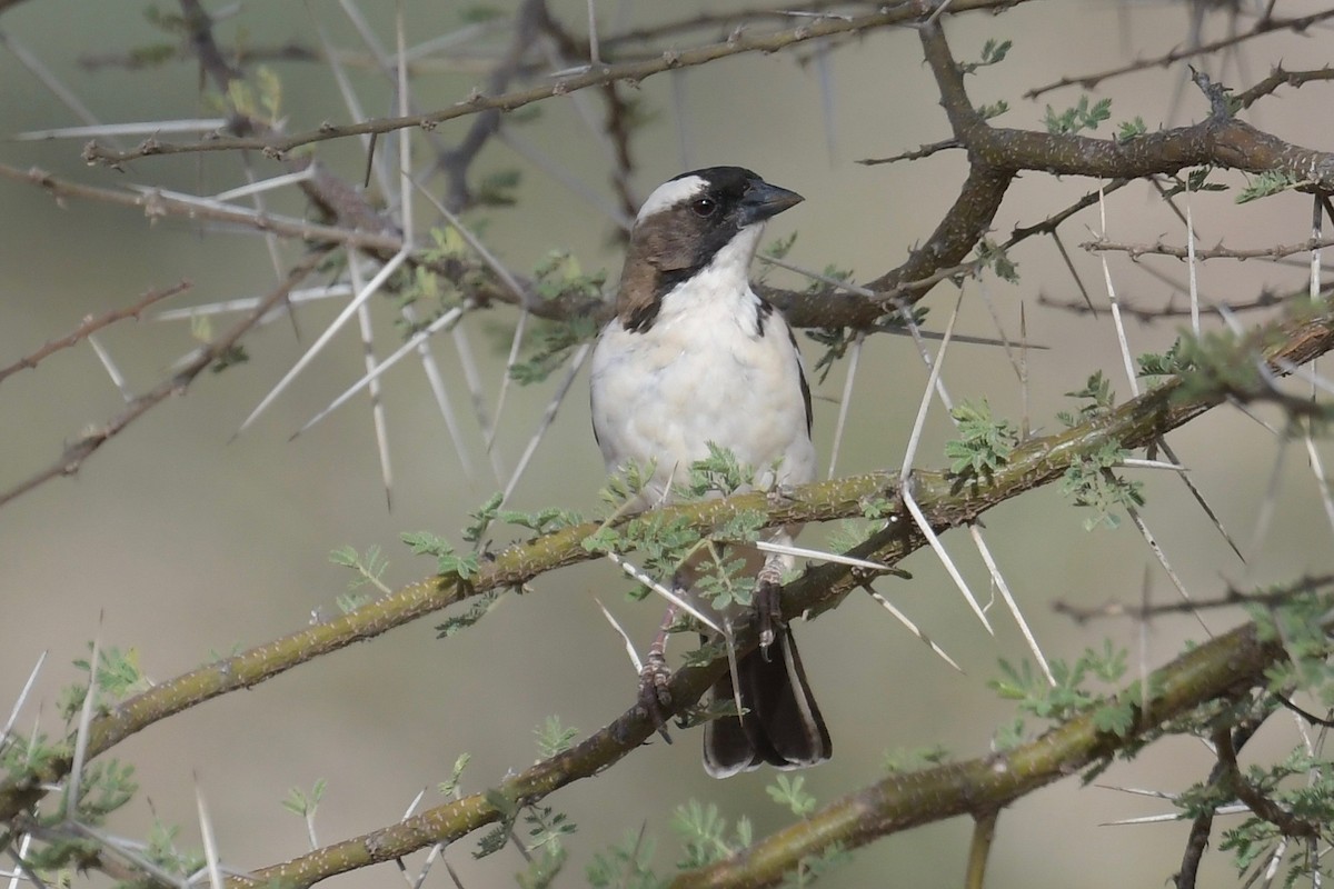 White-browed Sparrow-Weaver - ML140880351
