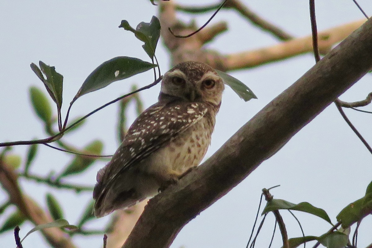 Spotted Owlet - ML140882361