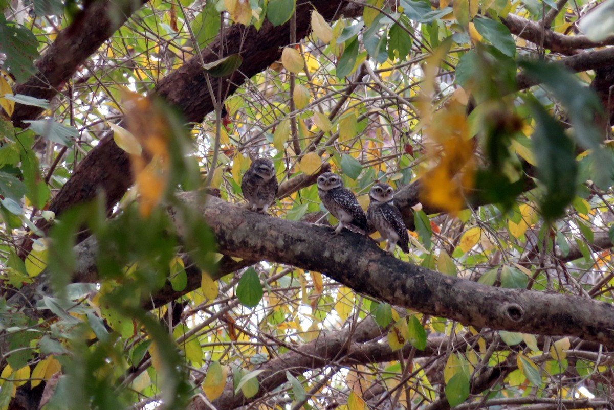 Spotted Owlet - ML140882371
