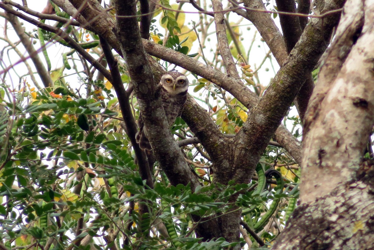 Spotted Owlet - ML140882381