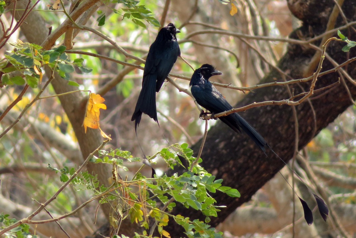 Greater Racket-tailed Drongo - ML140882981