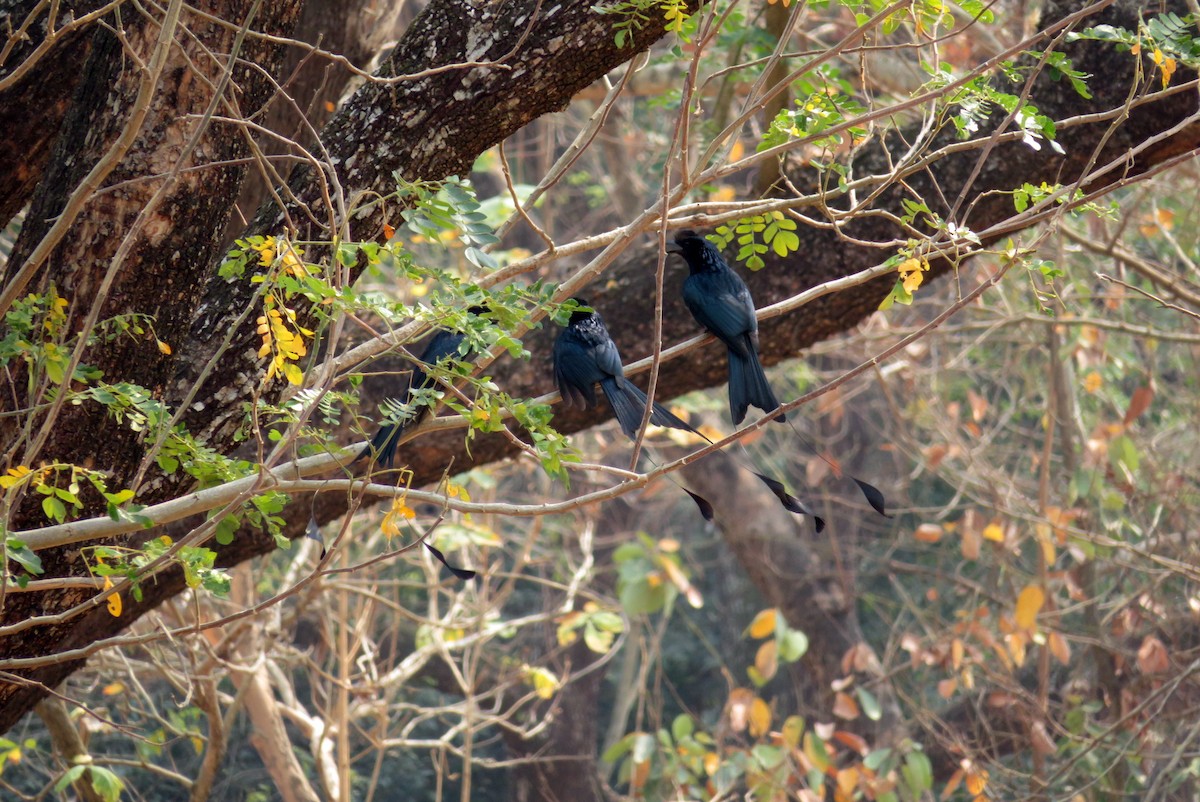 Greater Racket-tailed Drongo - ML140883041