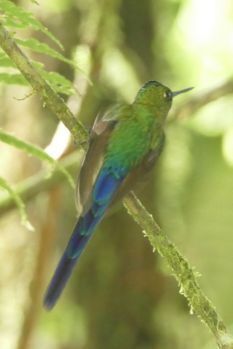 Violet-tailed Sylph - ML140883111